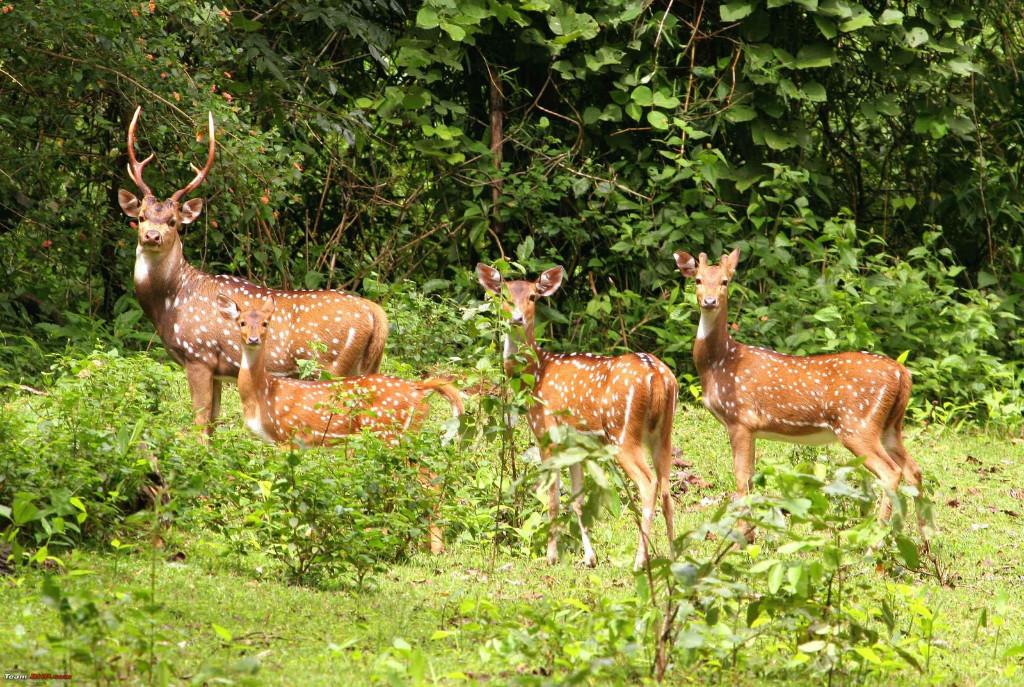 10-OR-30-Acres-farm-land-at-Bandipurforest-Ooty-Rd 1