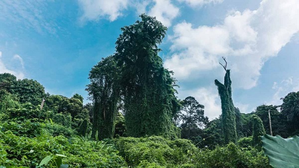 Avatar Trees - Bukit Brown