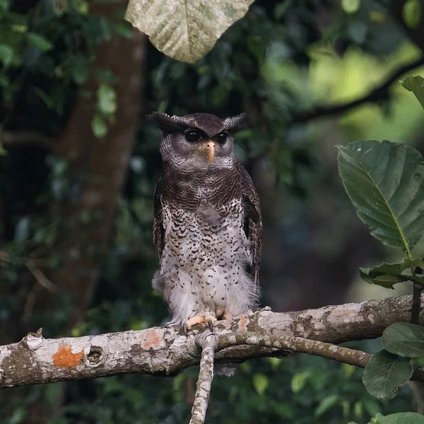 Hình ảnh một con cú mèo