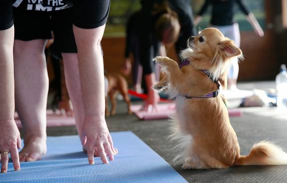 dog yoga