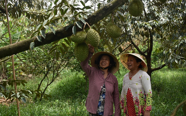 sầu riêng Hàm Luông Tân Phú