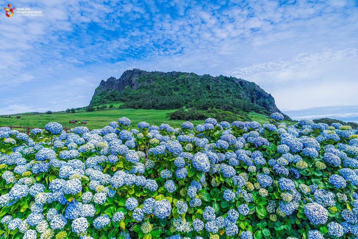 Đỉnh mặt trời mọc Seongsan Ilchulbong và hoa cẩm tú cầu Jeju