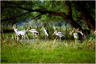Ấn Độ - Vườn quốc gia Keoladeo (1985)