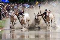 Về vùng Bảy Núi, An Giang xem lễ hội đua bò